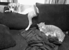 萌宠 猪 可爱 萌