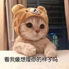 萌宠 猫星人 你看我像想理你的样子吗 生气 呆萌 可爱