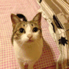 猫咪 可爱 呆萌 注视 萌系