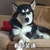 萌宠 汪星人 看你装逼 搞怪 凝视