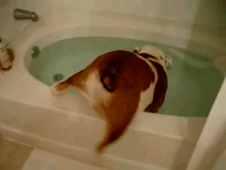 小狗 洗澡 水池 浴缸