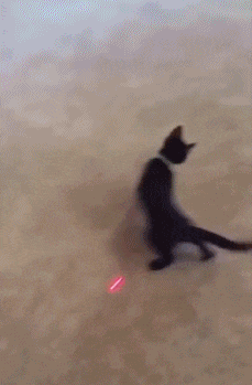 猫咪 激光灯 追寻 搞笑跳跃