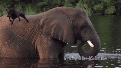 大象 狗狗 落水 好玩