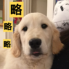 略略略 狗狗 眼神 可爱