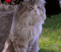 猫咪 草地 坐着 萌宠