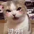 猫 过分 生气