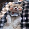 萌宠 猫星人 困困 好困啊 呆萌 可爱