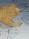 搞笑 动物