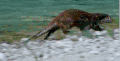 可爱 多瑙河-欧洲的亚马逊 奔跑 海狸 纪录片