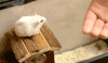 宠物 思量 吨位 搞笑 萌 gif