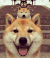 神烦狗 doge