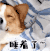 狗狗 睡着了 盖被子 可爱 安静