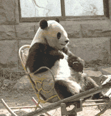 摇椅 熊猫   搞笑  可笑