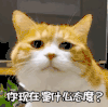 萌宠 猫星人 你现在是什么态度 委屈 呆萌 可爱