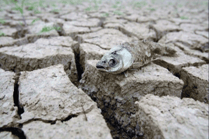 干枯 地面开裂 死鱼 干旱 自然灾害