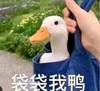 萌宠 鸭子 带带我 咱俩一起吧 可爱 淘气