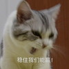 萌宠 喵星人 稳住我们能赢 加油 呆萌 搞怪