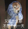 萌宠 汪星人 又是什么都不想干的一天 难受 呆萌 可爱