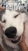 狗狗 萌宠 掐脖子 陶醉