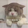 萌宠 喵星人 是个湿垃圾了 难受 搞怪 逗