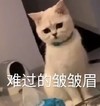 萌宠 喵星人 难过的皱皱眉 伤心 搞怪 逗
