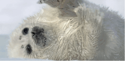 冰冻星球 动物 南极 呆萌 小海狮 挠痒 纪录片