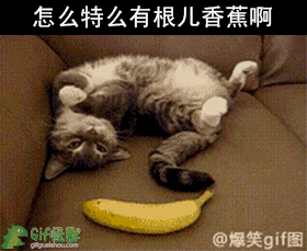 猫咪 可爱 搞笑 怎么特么有根儿香蕉啊