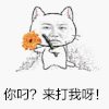 猫耳朵 翅膀 花朵 你叼来打我呀
