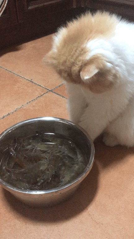 猫咪 认真的看 扒拉一下 盆里的虾