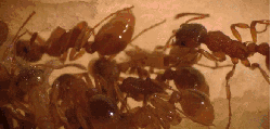 昆虫 神话的森林 纪录片 红蚁