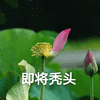 莲花 沙雕莲花 即将秃头