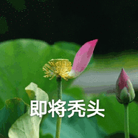 莲花 沙雕莲花 即将秃头