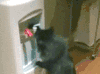 猫咪 萌宠 可爱 搞笑