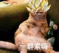 金馆长 猫咪 啤酒瓶 一群索嗨