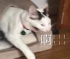萌宠 猫星人 啊啊啊 烦躁 呆萌 可爱