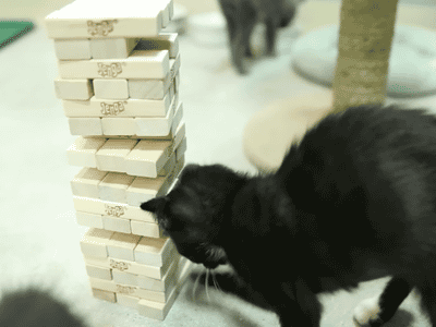 猫 萌宠 方块 聪明