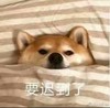 萌宠 汪星人 要迟到了 不想起来 呆萌 可爱