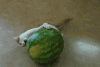 小猫 西瓜 玩耍 开心