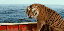 老虎 转头 船上 萌宠