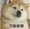 萌宠 汪星人 万能表情 开心 呆萌 可爱