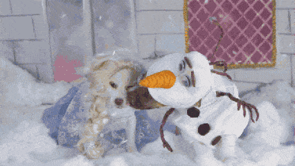 下雪 雪花 萌宠 狗狗