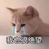 萌宠 猫星人 我也很绝望 难受 呆萌 可爱