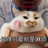 萌宠 喵星人 长得可爱就是麻烦 怪我太可爱了 呆萌 憨憨