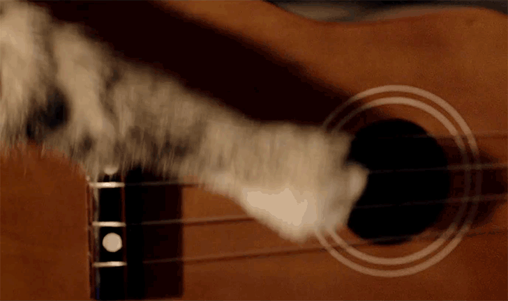 猫 弹吉他 成精