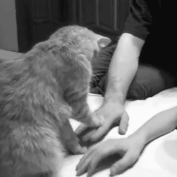 猫猫 别动 听我的 摸手