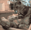 猫咪 按摩 可爱 享受