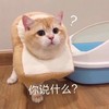 萌宠 喵星人 你说什么 咋了 呆萌 搞怪