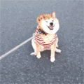 柴犬 汪星人 傲娇 可爱 呆萌 乖巧