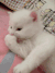 小猫 爪子 吃掉 可爱