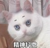 萌宠 猫星人 精神抖擞 我不困 搞怪 可爱